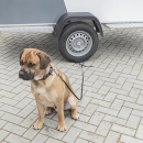 Dog Secure Mobiler Ankerpunkt für Hunde Hundeanker zur Hundesicherung